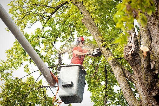 Professional Tree Care Services in Parkland, WA