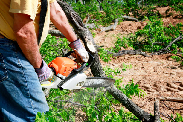 Best Hazardous Tree Removal  in Parkland, WA